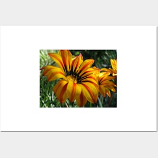 Gazania 10 Posters and Art